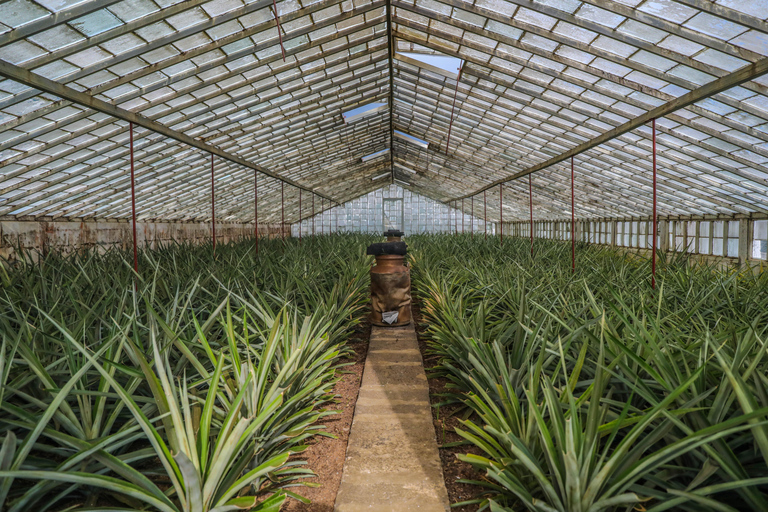 维拉弗兰卡多坎普：定居者小镇导览游中午 12 点酒店接载