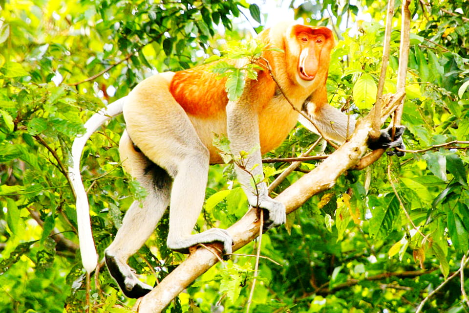 Bongawan Wetland: Proboscis Monkey and Fireflies Shared Tour | GetYourGuide