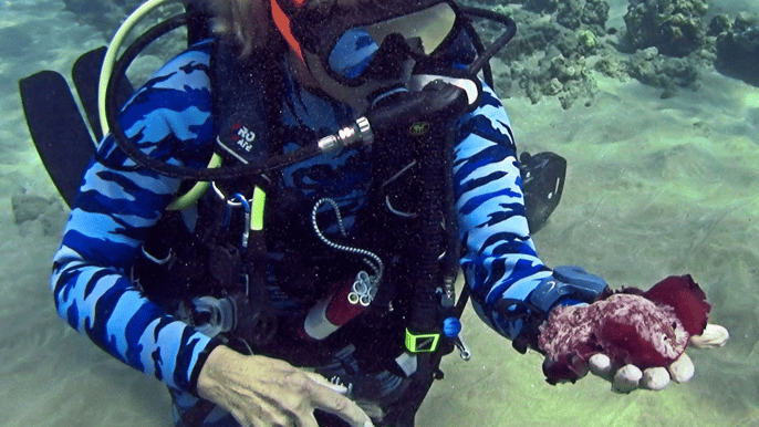 maui 2hour introductory scuba dive with turtle sightings