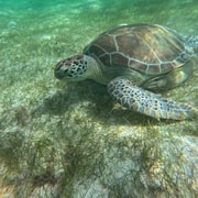 Riviera Maya: Eco Friendly Akumal Turtle Encounter+Photos | GetYourGuide