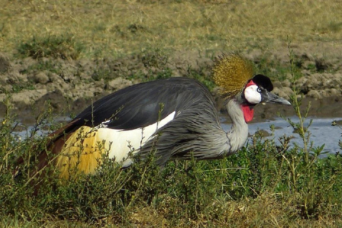 Nairobi: Ol Pejeta Conservancy Day Trip with Game Drives