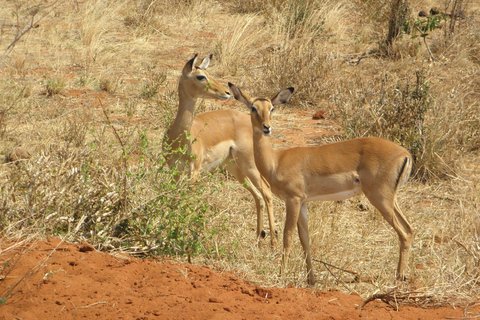 Nairobi: Tour di un giorno al Parco Nazionale Amboseli e al villaggio Maasai