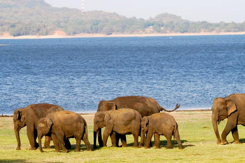 From Colombo: Wilpattu Leopard Safari Private Tour Wilpattu Leopard Safari Private Day Tour