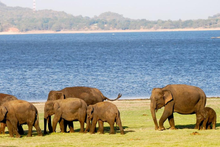 From Colombo: Wilpattu Leopard Safari Private Tour Wilpattu Leopard Safari Private Day Tour