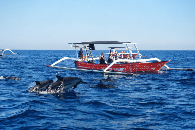 North Bali: Dolphin Swim, Snorkeling, & Waterfall Cliff Jump Small Group With Hotel Transfer Central Bali