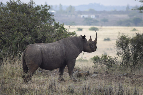 Safari in Kenya di 6 giorni ad Amboseli e Tsavo ovest e est.