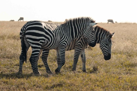 4 Tage Tarangire-, Ngorongoro- und Serengeti-Nationalpark