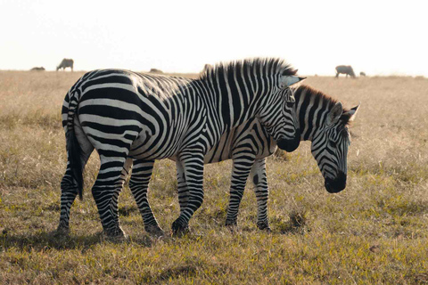 4 Tage Tarangire-, Ngorongoro- und Serengeti-Nationalpark