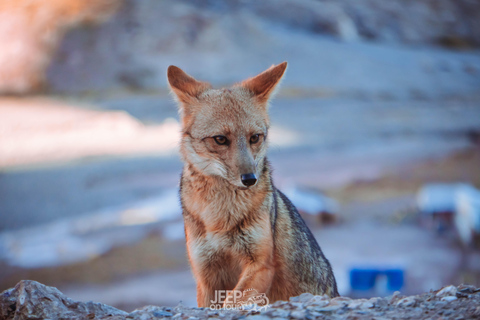 Santiago: Cajón del Maipo Hot Springs & Chilean Barbecue With Meeting Point (Summer Season)