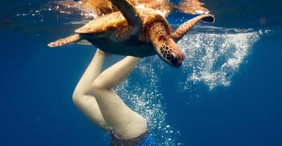 Tahiti: Shared Snorkeling Tour with Turtles