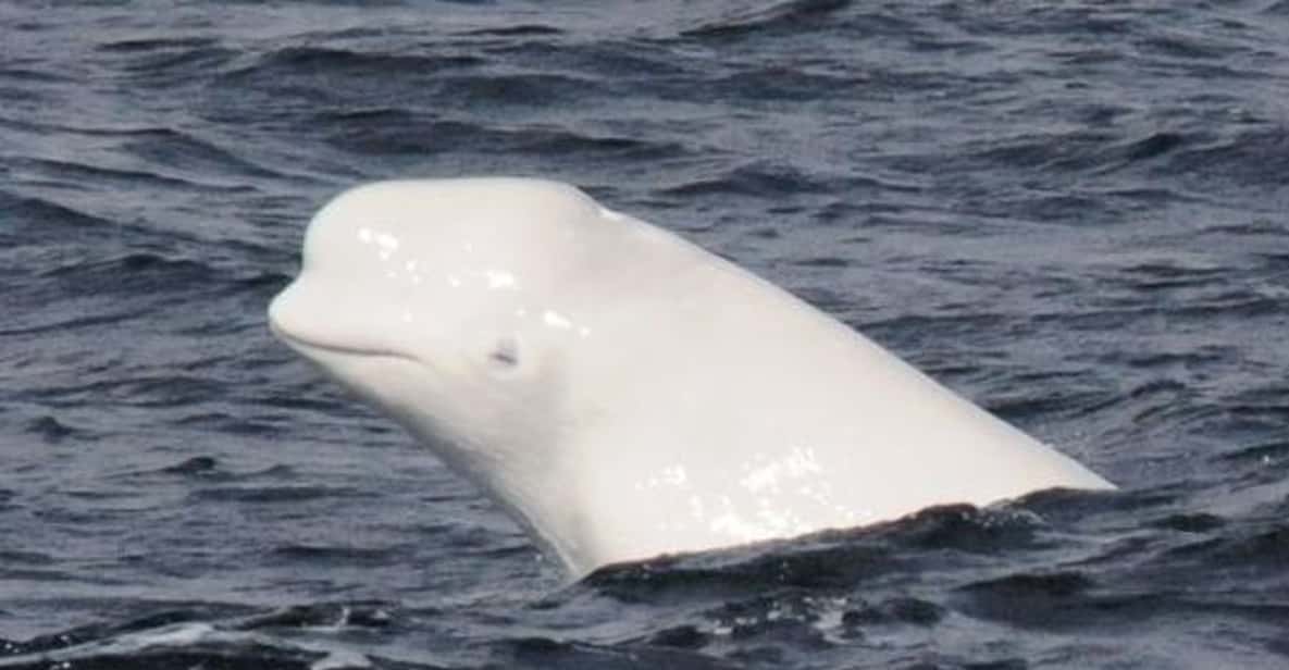 Zodiac Whale Watching 2 or 2.5-Hour Cruise