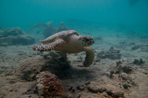 圣托马斯红树林皮划艇、徒步和浮潜 3 小时之旅圣托马斯红树林皮划艇、远足和浮潜 3 小时旅游