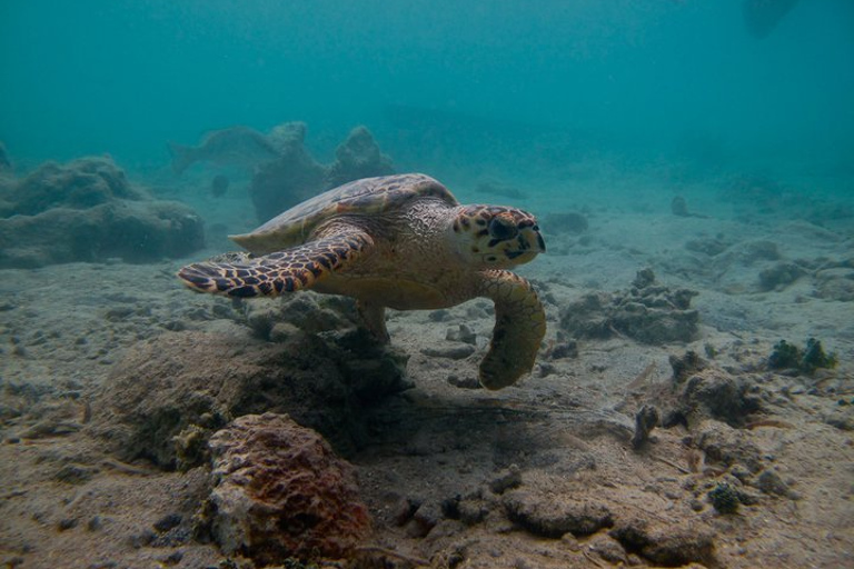 圣托马斯红树林皮划艇、徒步和浮潜 3 小时之旅圣托马斯红树林皮划艇、远足和浮潜 3 小时旅游