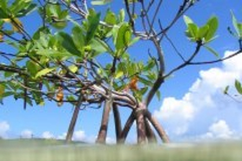 圣托马斯红树林皮划艇、徒步和浮潜 3 小时之旅圣托马斯红树林皮划艇、远足和浮潜 3 小时旅游