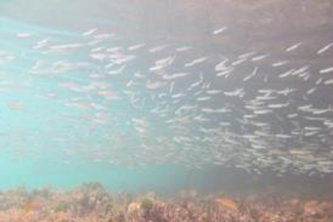 圣托马斯红树林皮划艇、徒步和浮潜 3 小时之旅圣托马斯红树林皮划艇、远足和浮潜 3 小时旅游