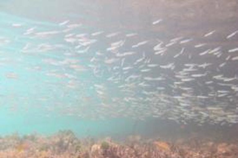 圣托马斯红树林皮划艇、徒步和浮潜 3 小时之旅圣托马斯红树林皮划艇、远足和浮潜 3 小时旅游