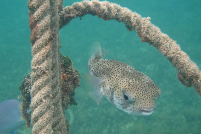 圣托马斯红树林皮划艇、徒步和浮潜 3 小时之旅圣托马斯红树林皮划艇、远足和浮潜 3 小时旅游