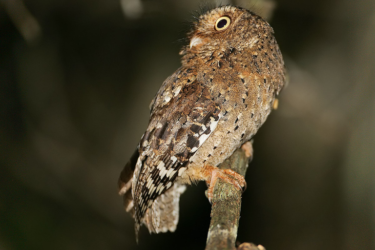 Ab Malindi: Tagestour zu Arabuko-Sokoke-Wald und Mida Creek