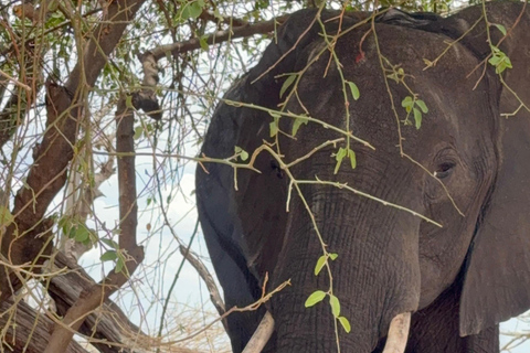 Chobe Overnight Trip (nocna przejażdżka, spacer po wiosce, kemping)