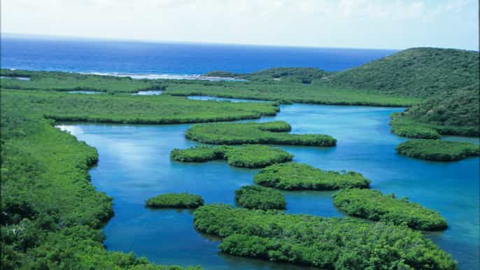 st. thomas mangrove kayak hike snorkel 3hour tour