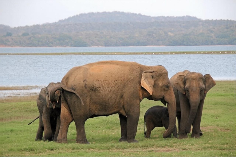 Sigiriya: Polonnaruwa City Tour & Ethical Minneriya Safari Sigiriya: Polonnaruwa Heritage Tour & Elephant Safari