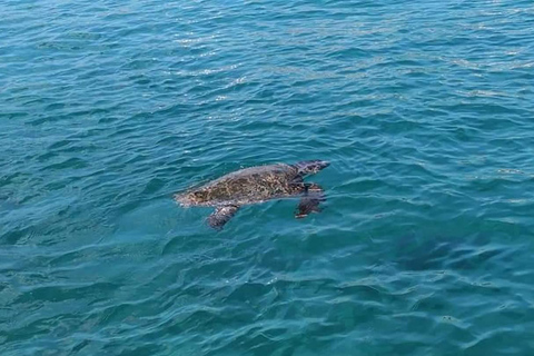 Agios Sostis : Marathonissi, grottes de Keri, observation des tortues