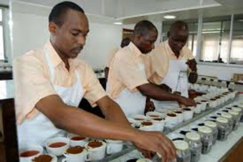 Kericho: Tea Plantation Tour with Tasting and Pickup