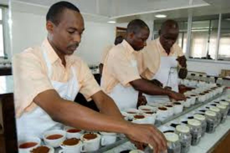 Kericho: Tea Plantation Tour with Tasting and Pickup