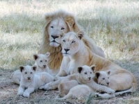 Lion Park Tour in Open Safari Vehicle - Housity