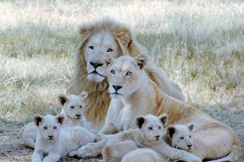 Visite du parc des lions en véhicule safari ouvert