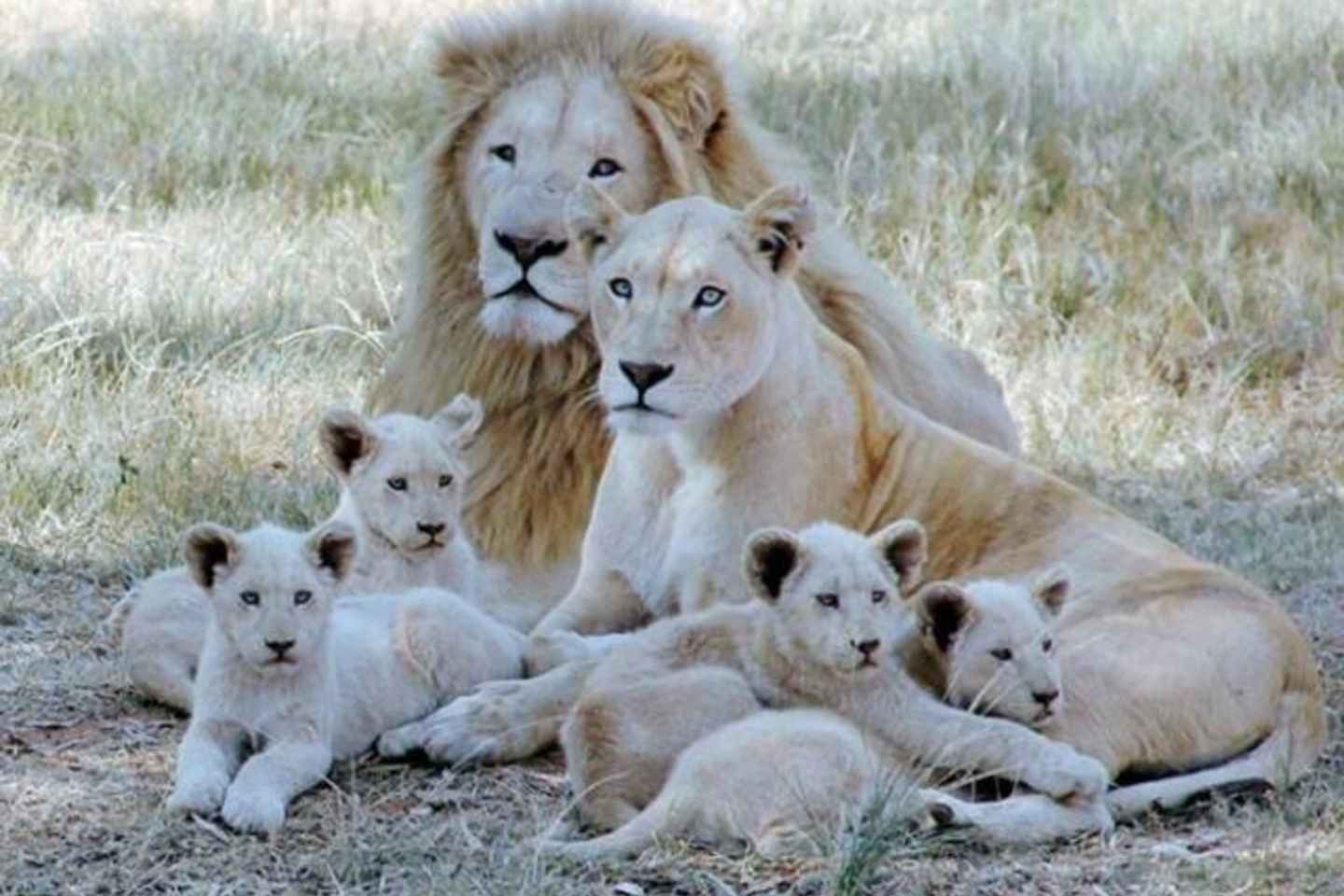 Lion Park Tour in Open Safari Vehicle - Lion Park Tour in Open Safari Vehicle