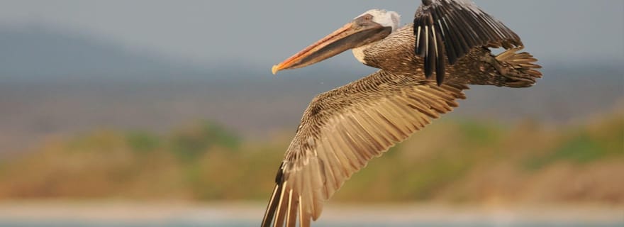 Tour des Galápagos 3 îles (5 jours)