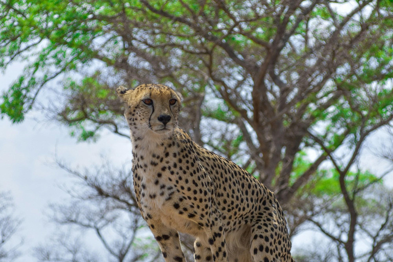 Von Johannesburg aus: 3-tägige Krüger-Nationalpark-Safari