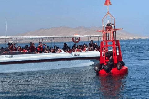 Paracas: Ballestas Islands Morning Boat Tour