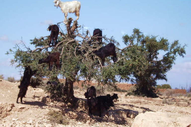 From Agadir: Half-Day Tour to Taroudant