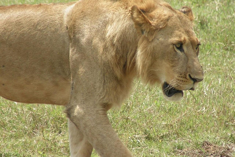 Nairobi Excursión privada de un día al Parque Nacional del Lago Nakuru