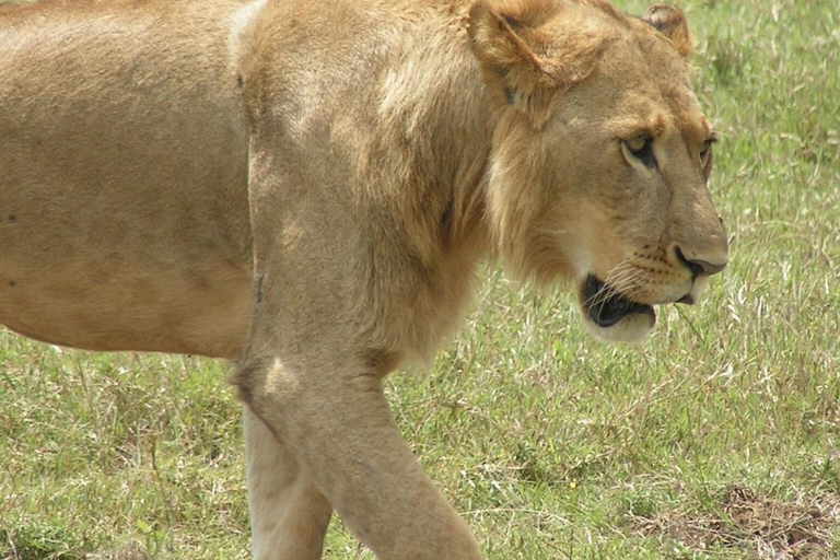 Nairobi Excursión privada de un día al Parque Nacional del Lago Nakuru