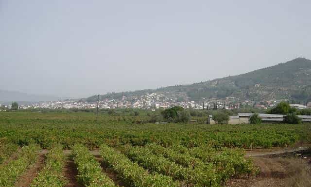 from athens 4hour wine tasting tour