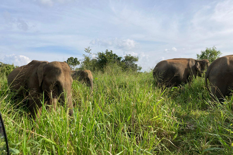 From Sigiriya : Sunrise Pidurangala & Wild Elephant Safari