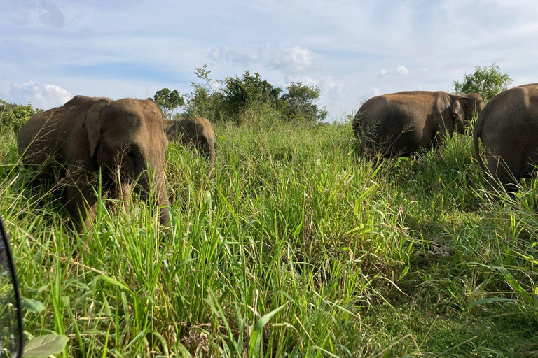 From Sigiriya : Sunrise Pidurangala & Wild Elephant Safari