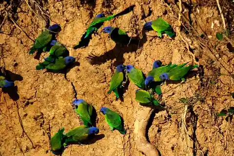 Dia inteiro|| Lambida de argila do papagaio de Tambopata.