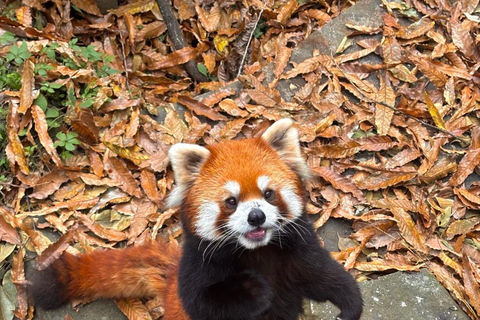 Shenzhen: Giant Panda Encounter and Safari Park