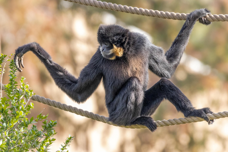 Phoenix Zoo Admission Ticket with ZooLights Option Phoenix ZooLights Entry Ticket