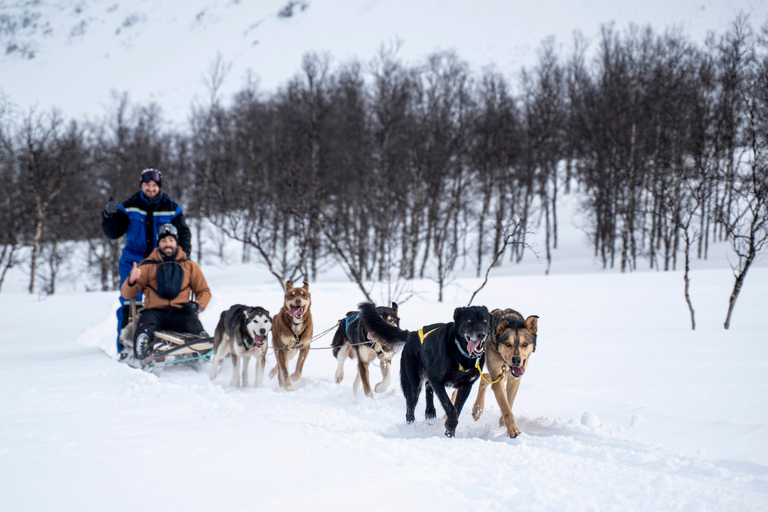 From Tromsø: Dog Sledding Adventure in Tamokdalen Dog Sledding Adventure in Tamokdalen: Daytime Departure