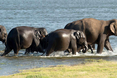 Sigiriya: Polonnaruwa & Wildlife Safari Day Tour