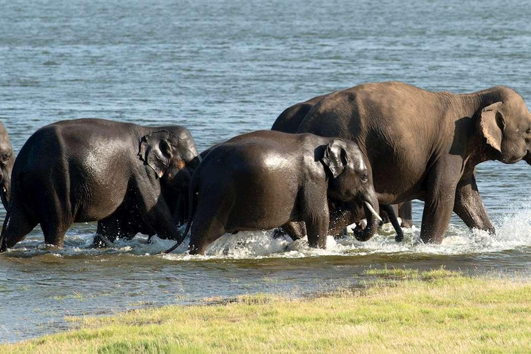 Sigiriya: Polonnaruwa & Wildlife Safari Day Tour