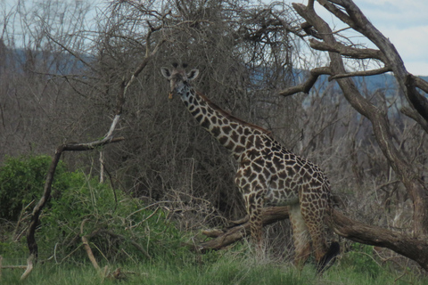 Arusha National Park: Day Trip with Walking Safari & Canoe Shared Day Trip Transfer & Game Drive (Fees Excluded)