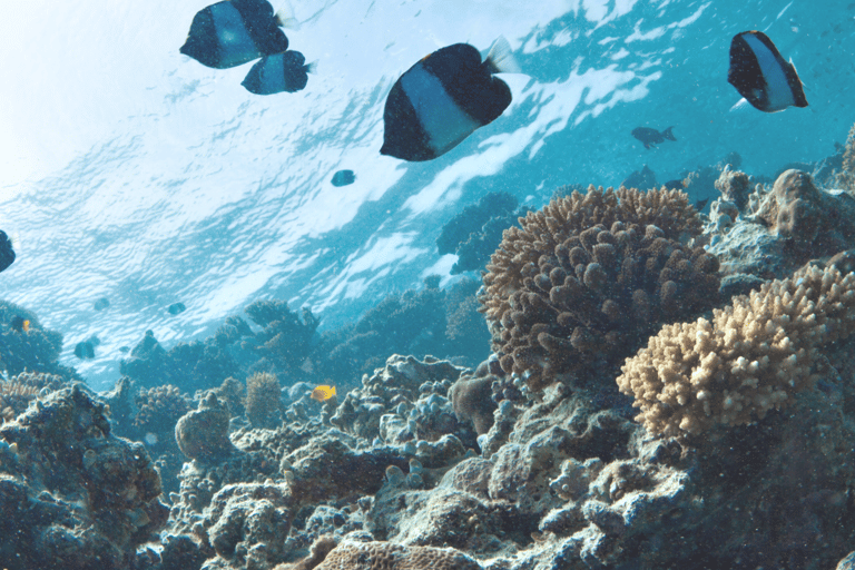 Aqaba: Spiaggia privata, piscine, snorkeling e gita in barca, trasferimento