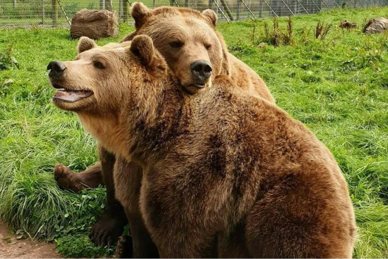 Mucche delle Highlands, Walk Alpacas e Centro della fauna selvatica scozzese