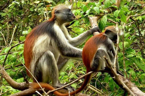 Zanzibar: Red Colobus monkeys & Sea Turtles Swim Guided Tour